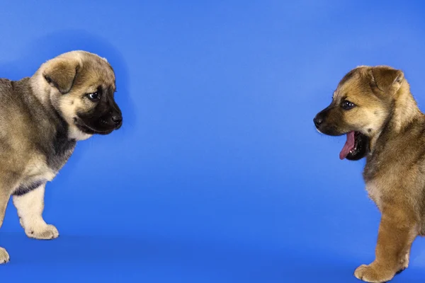 Dos lindos cachorros de raza mixta . — Foto de Stock