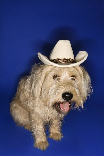 Pies sobie kowbojski kapelusz. — Zdjęcie stockowe