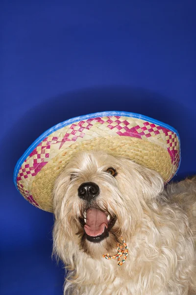 Hunden bära sombrero. — Stockfoto