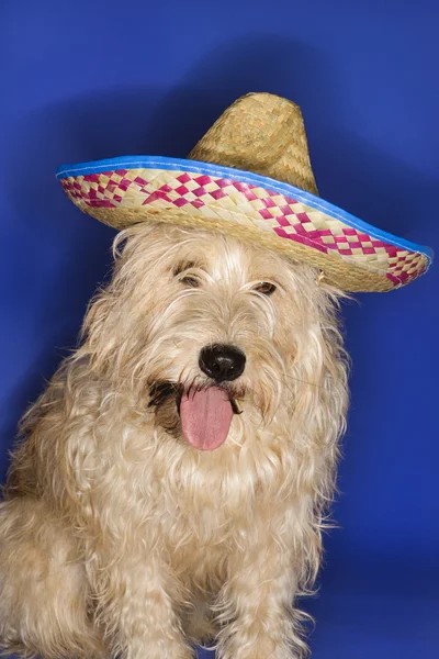 Cão vestindo sombrero . — Fotografia de Stock