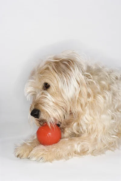 Hund spielt mit rotem Ball. — Stockfoto