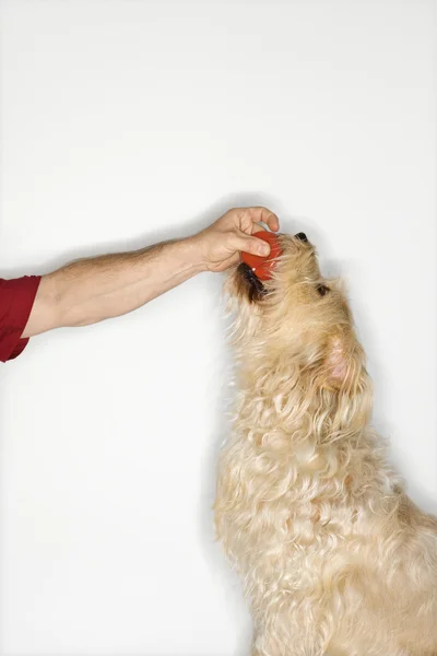 Собака забирает мяч у человека . — стоковое фото