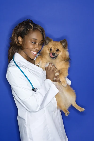 Mulher veterinário segurando cão . — Fotografia de Stock