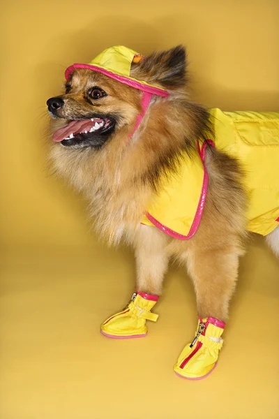 Pes nosí oblečení do deště. — Stock fotografie