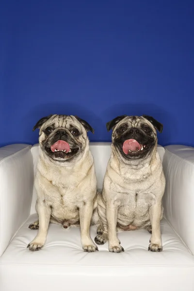 Två mops hundar. — Stockfoto