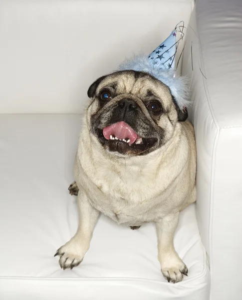 Pug dog in party hat. — Stockfoto