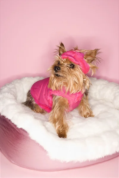Yorkshire terrier hond in roze outfit. — Stockfoto