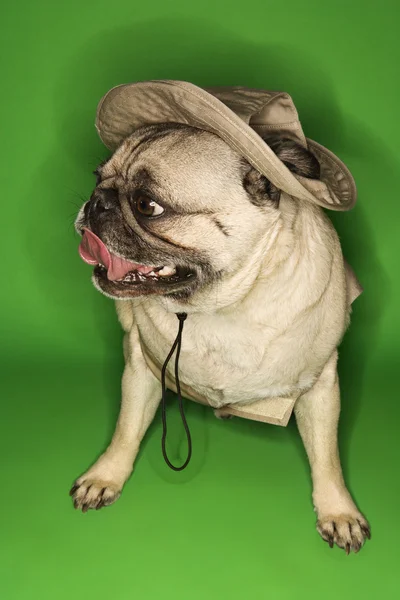 Pug dog wearing safari outfit. — Stock Photo, Image