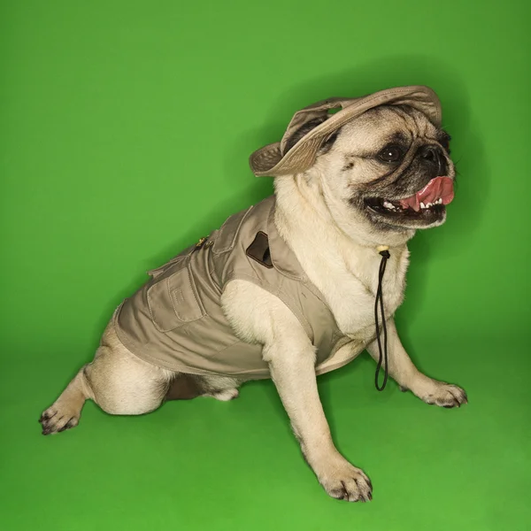 Mops hund bär safari outfit. — Stockfoto
