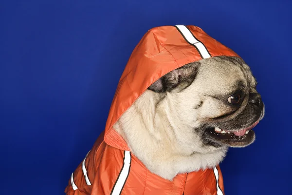 Pug con capucha chaqueta . —  Fotos de Stock