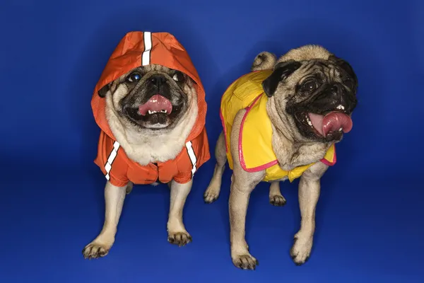 Pugs wearing jackets. — Stock Photo, Image