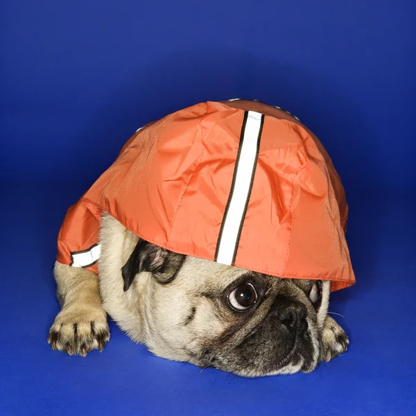Pug wearing hoodie jacket. — Stock Photo, Image