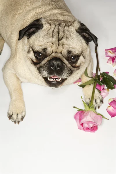 Cão Pug com rosas . — Fotografia de Stock