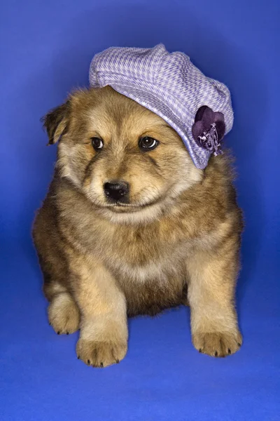 Filhote de cachorro usando chapéu . — Fotografia de Stock