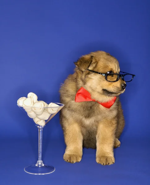 Filhote de cachorro com ossos em vidro martini . — Fotografia de Stock
