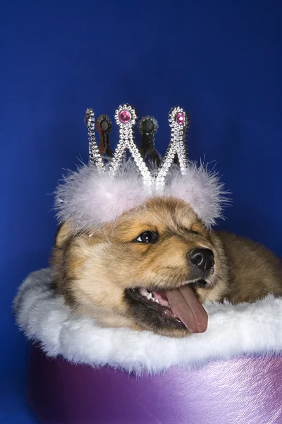 Filhote de cachorro usando coroa . — Fotografia de Stock