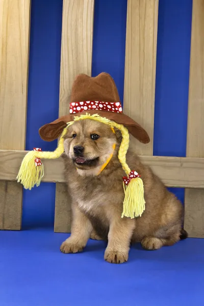 Puppy in cowgirl outfit. — Stock Photo, Image