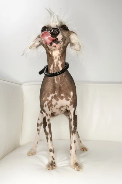 Chinês Crested cão retrato . — Fotografia de Stock