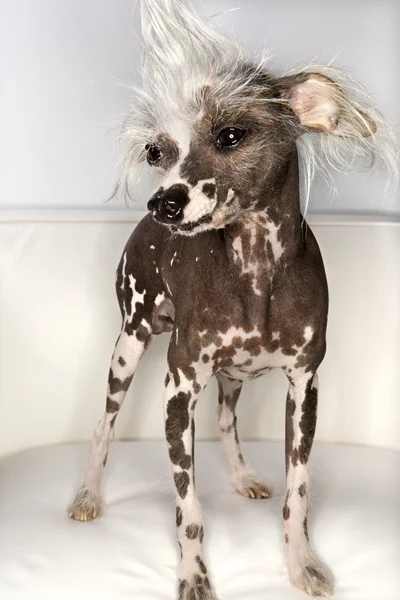 Porträt eines Schopfhundes. — Stockfoto