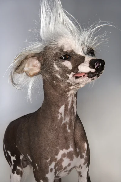 Kínai meztelen kutya portré. — Stock Fotó