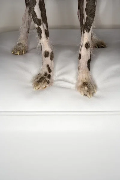 Chinese Crested dog paws. — Stock Photo, Image