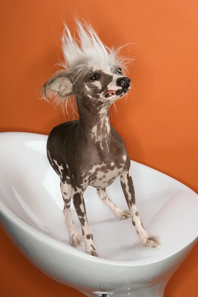 Porträt eines Schopfhundes. — Stockfoto