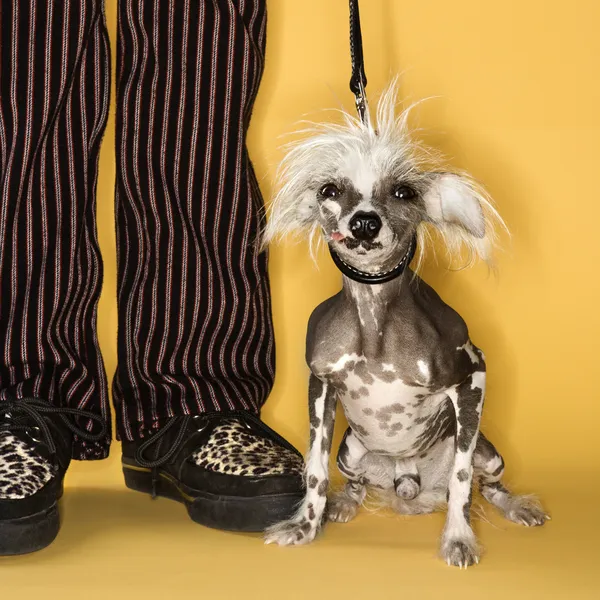 Chinese Crested dog with man. — Stock Photo, Image