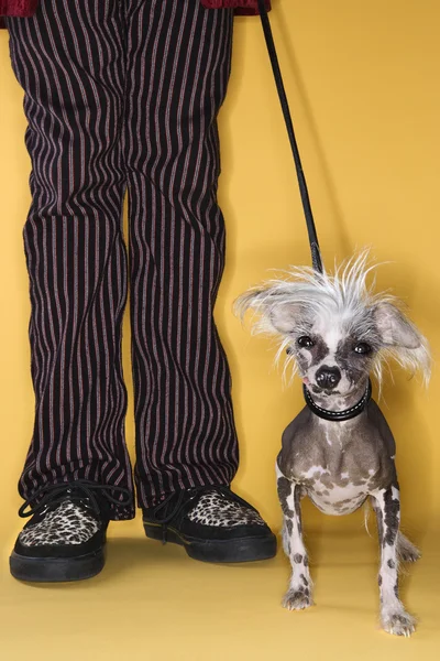 Chinese Crested dog on leash with man. — Stock Photo, Image