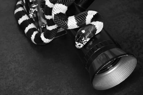 Kalifornische Königsschlange vor Filmkamera. — Stockfoto