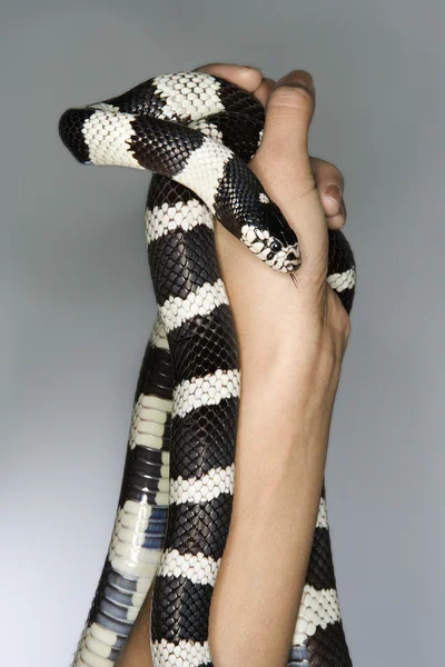 California kingsnake w ręce. — Zdjęcie stockowe