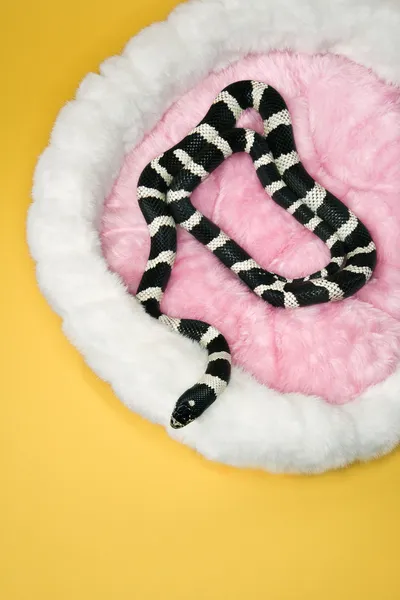 California Kingsnake nel letto peloso dell'animale domestico . — Foto Stock