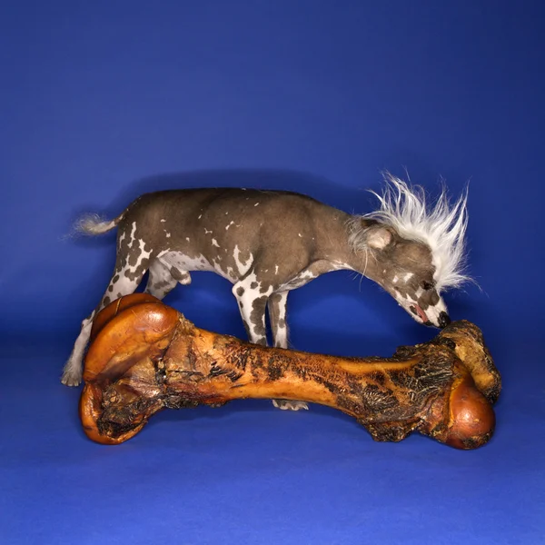Chinese Crested dog smelling bone. — Stock Photo, Image