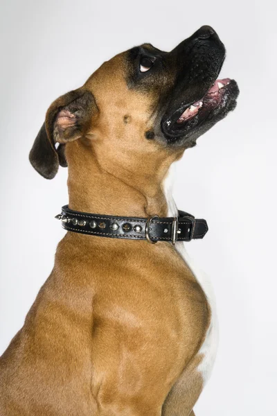Боксер собака портрет . — стокове фото