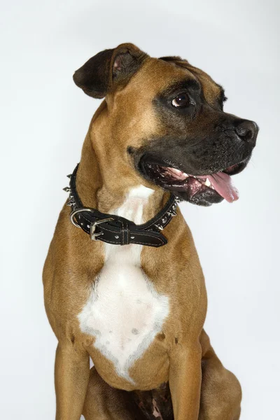 Boxer dog portrait. — Stockfoto