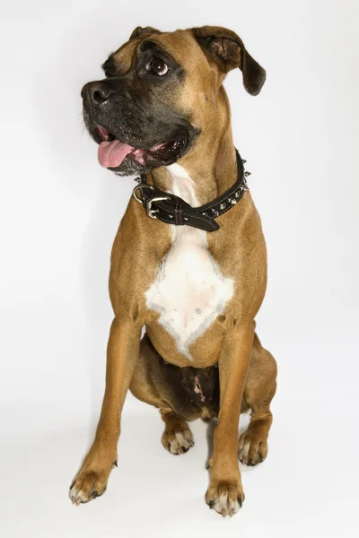 Boxer cão retrato . — Fotografia de Stock