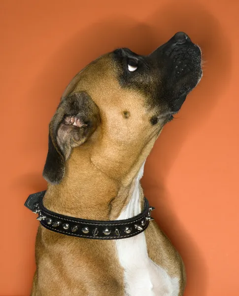 スパイク首輪のボクサー犬. — ストック写真