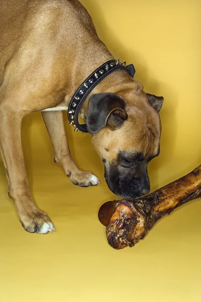 Собака нюхает большую кость . — стоковое фото