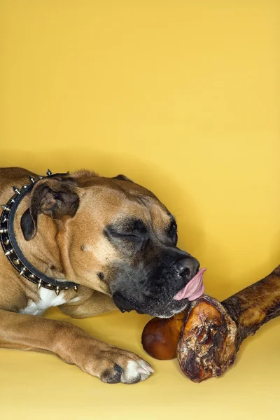 Cão lambendo grande osso . — Fotografia de Stock