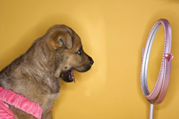 Cucciolo in abito guardando allo specchio . — Foto Stock