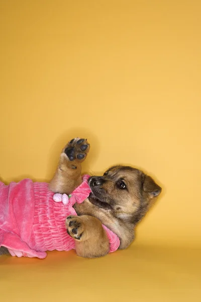 Puppy wearing dress. — Stock Photo, Image