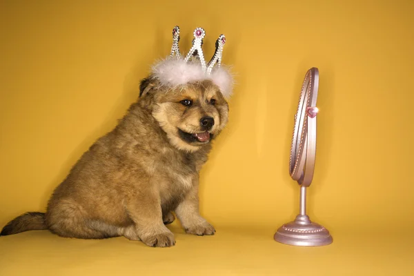 Puppy dragen kroon door spiegel. — Stockfoto