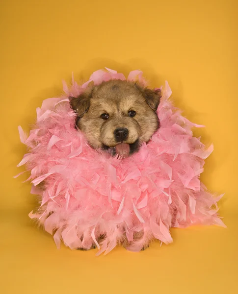 Puppy dragen roze feather boa. — Stockfoto