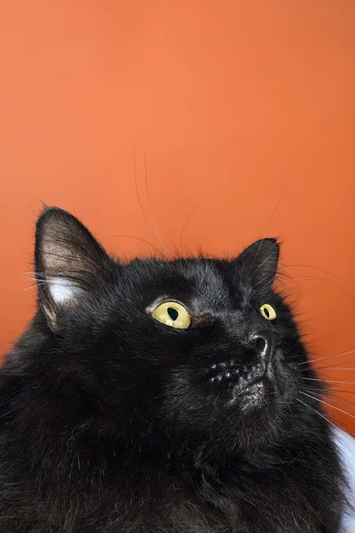 Czarny kot puszyste. — Zdjęcie stockowe