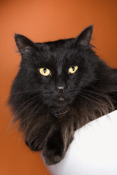 Schwarze flauschige Katze. — Stockfoto