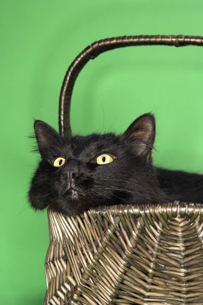 Black fluffy cat in basket. — Stock Photo, Image