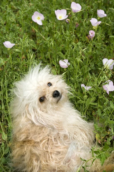 Fluffy lille hund i blomstermarken . - Stock-foto
