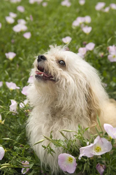 Fluffy small dog in flower field. — Stock Photo, Image