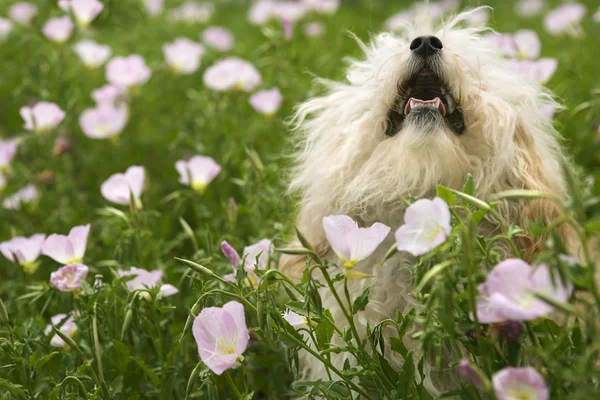 Petit chien moelleux dans le champ de fleurs . — Photo