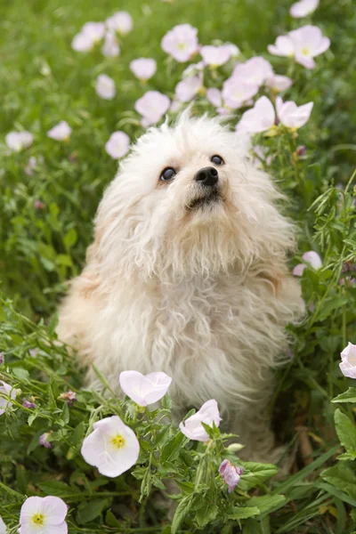Flauschiger kleiner Hund im Blumenfeld. — Stockfoto