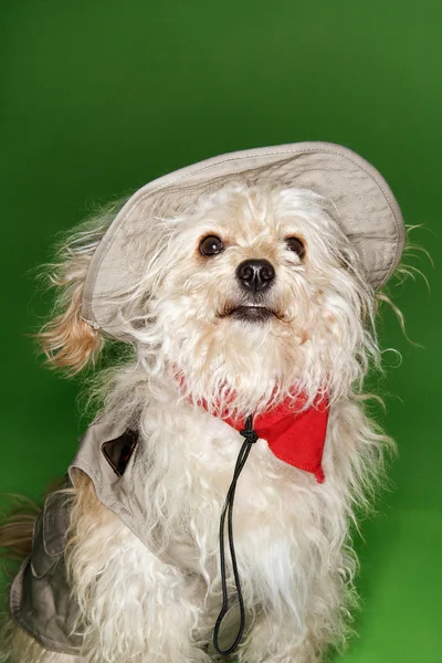 Fluffy dog in safari outfit. — Stock Photo, Image
